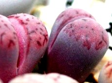 Lithops apurper.